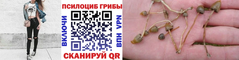 Псилоцибиновые грибы MAGIC MUSHROOMS  Лысково 